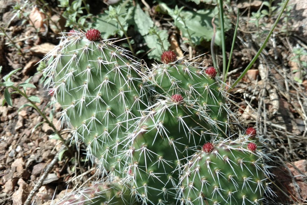 Prickly pear, Opuntia polyacantha, Cactaceae (Cactus), Eldorado Canyon 05112017