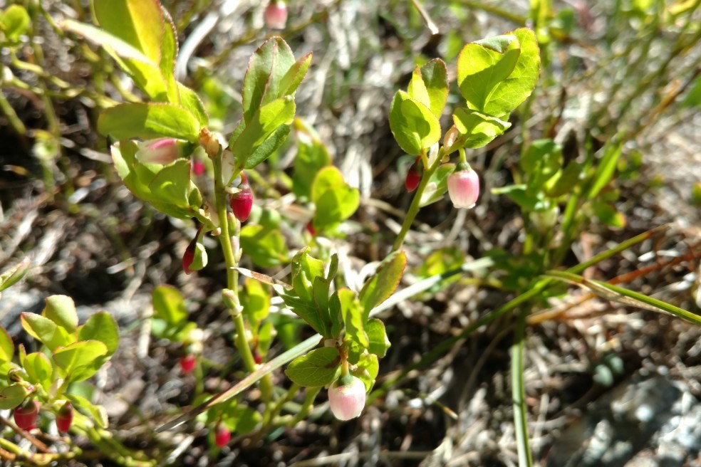 Blueberry,Vaccinium myrtillus Ericaceae (Heath) family, Indian Peaks 06152017 (2)