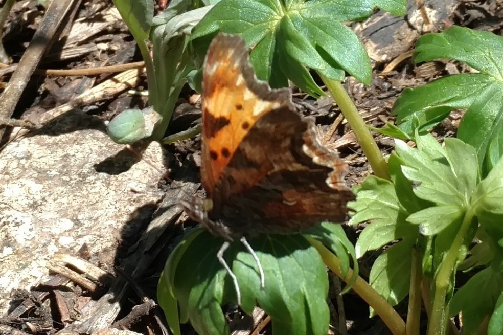 butterfly (3)