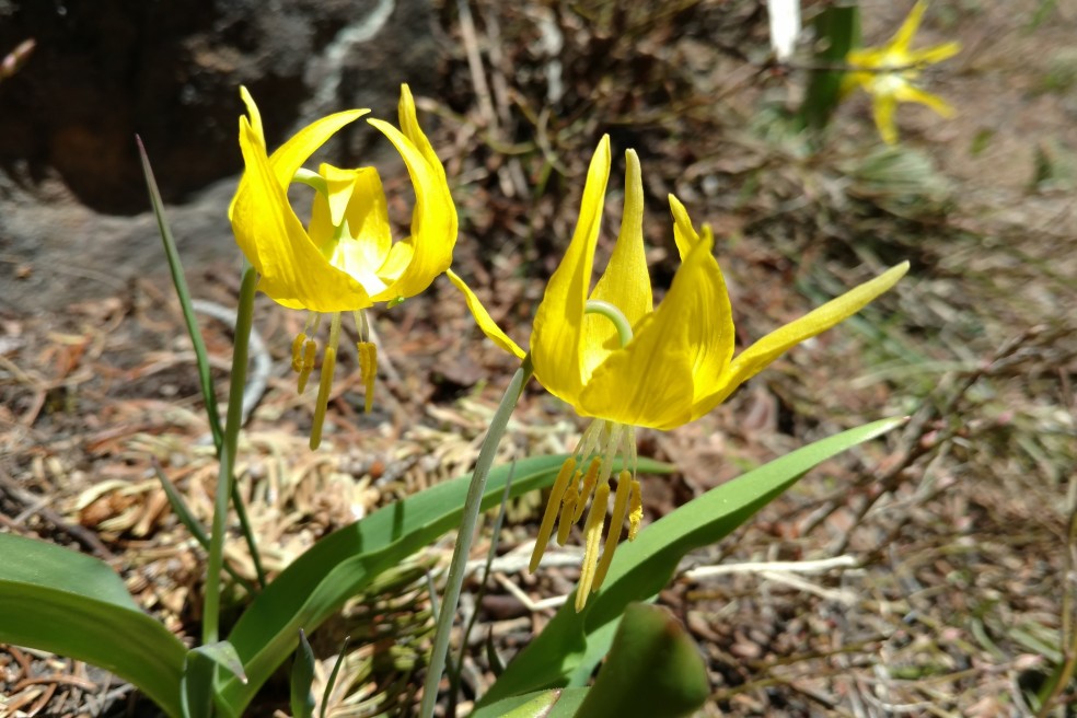 Glacier Lily, Erythronium grandiflorum, Liliaceae (Lily Family), indian peaks 06152017 (8)