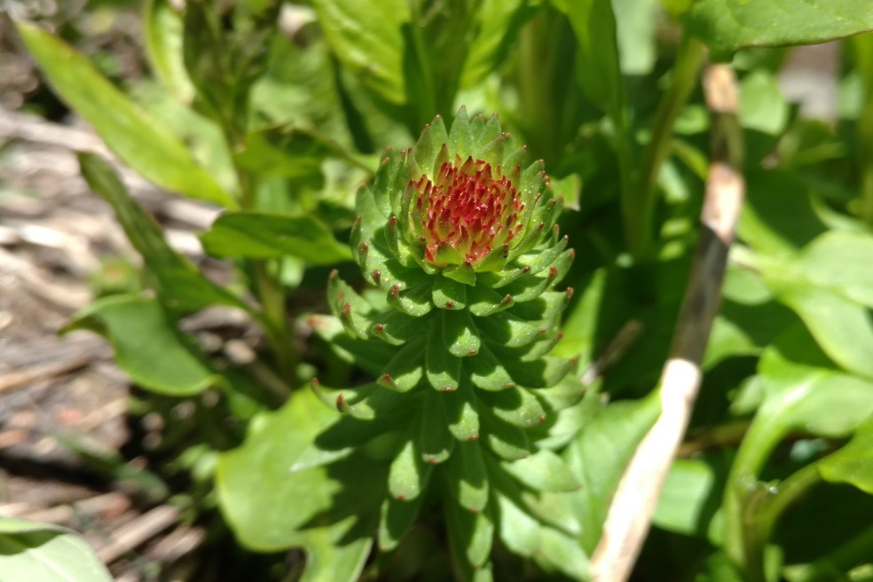 Probably about to bloom Rose crown, Rhodiola rhodantha, Crassulaceae (Stonecrop) indian peaks 06152017 (3)