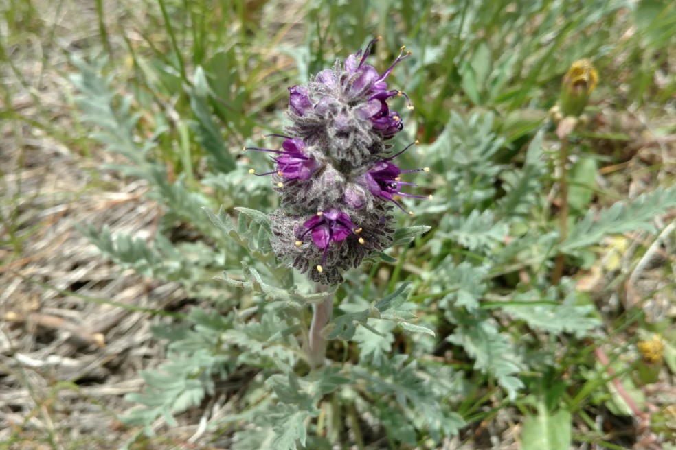 Purple Fringe, Phacelia sericea, Hydrophyllaceae (Waterleaf) indian peaks 06152017 (1)