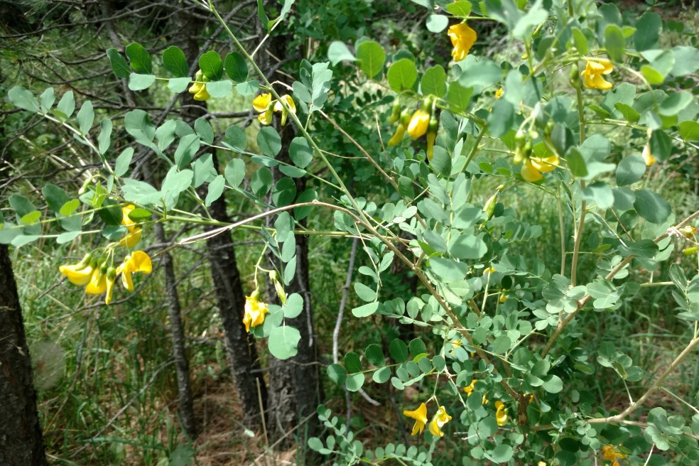 Siberian Peashrub, Caragana arborescens, Fabaceae (Pea), introduced species, Royal Arch 06222017