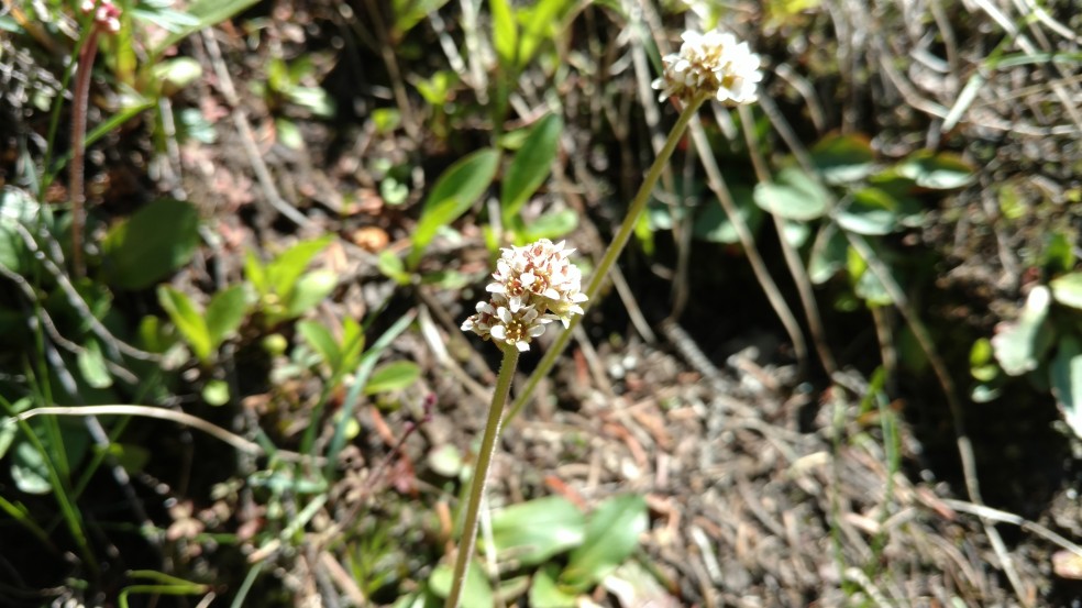 Snowball Saxifrage, Micranthes rhomboidea, Saxifragaceae (Saxifrage), indian peaks 06152017