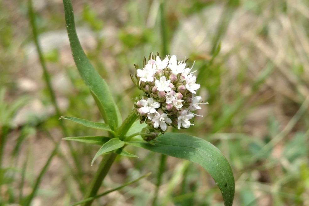 Valeriana acutiloba Caprifoliaceae (honeysuckle) (2)