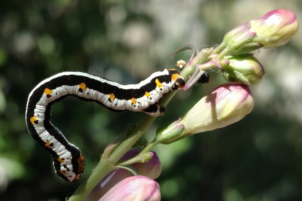 black and white caterpillar- Meris alticola moth larvae (2)