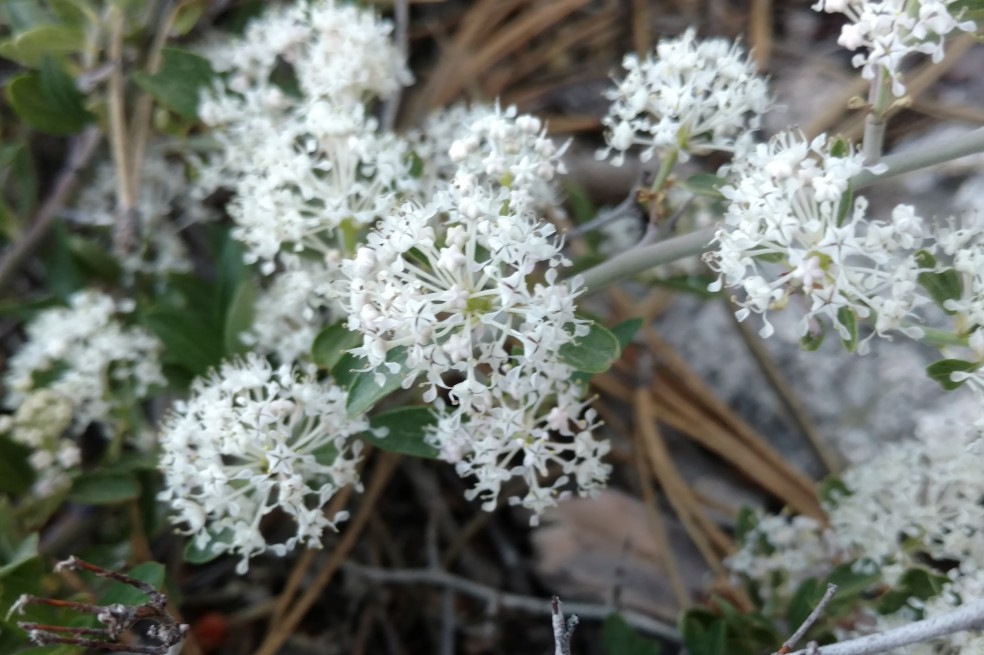 Buckbrush, Ceanothus fendleri, Rhamnaceae (Buckthorn), (1)