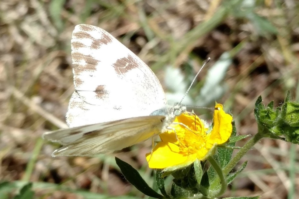 butterfly (7)