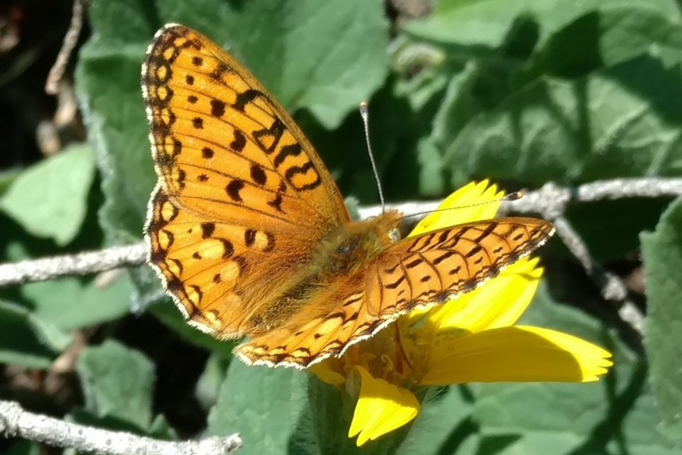 butterfly - Fritillary family, Speyeria sp., Brainard lake 07072017 (2)