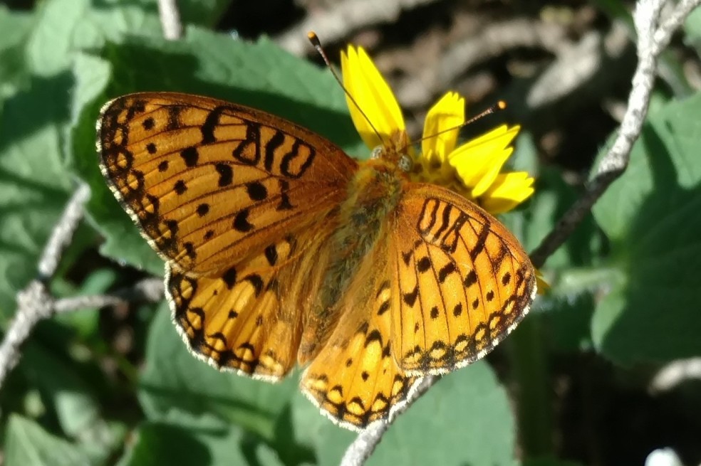 butterfly - Fritillary family, Speyeria sp., Brainard lake 07072017 (3)