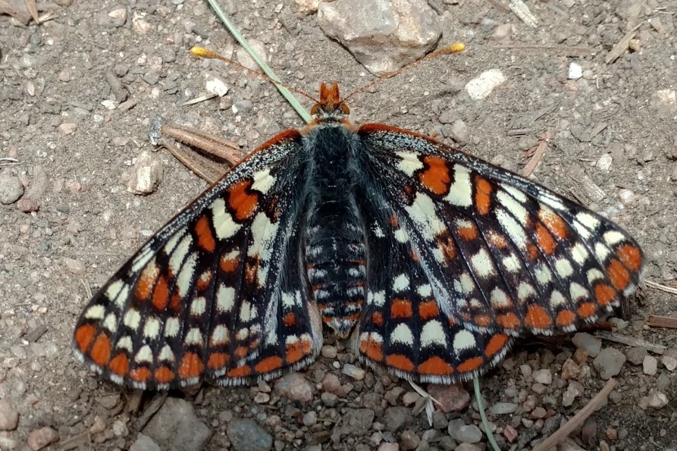butterfly -variable checkerspot maybe (3)