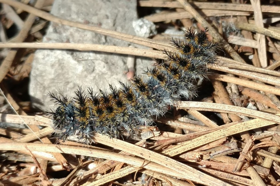 caterpillar with spikes, possibly a buck moth caterpillar (1)