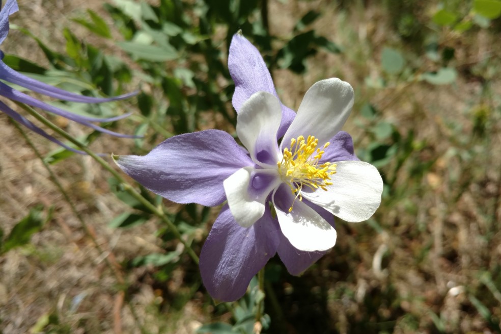 Colorado Columbine, Aquilegia coerulea, Helleboraceae (Hellebore), Colorado trail, 06302017