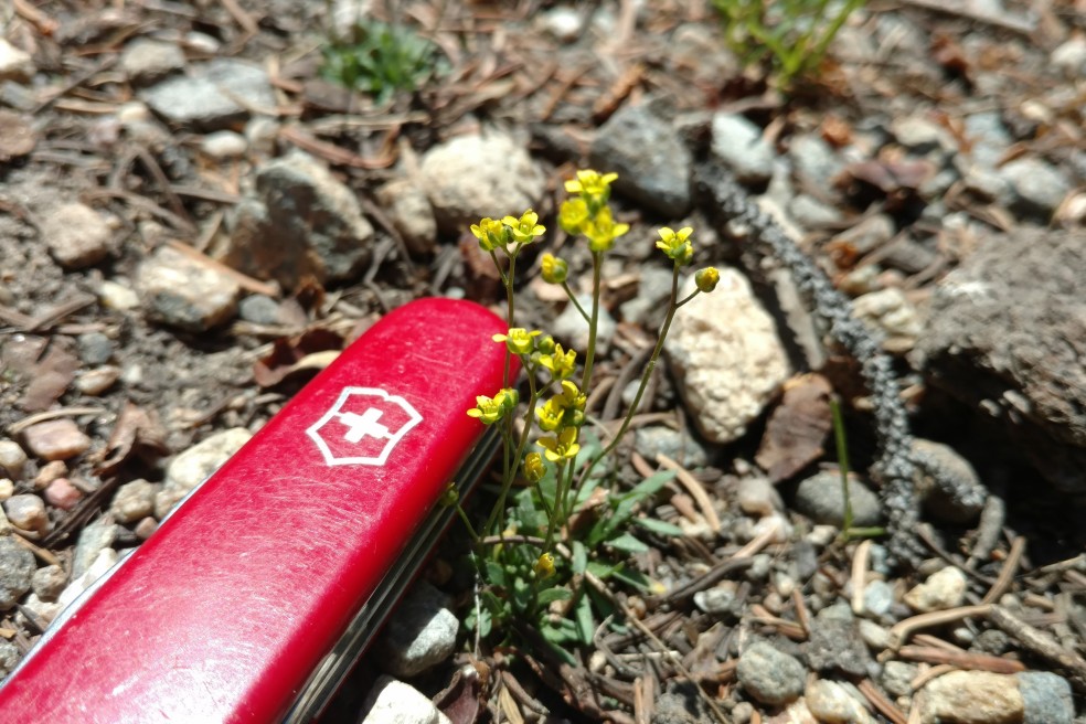 Draba sp., maybe D. crassifolia (Snowbed Draba) Brassicaceae (mustard), Brainard lake 07072017 (13)