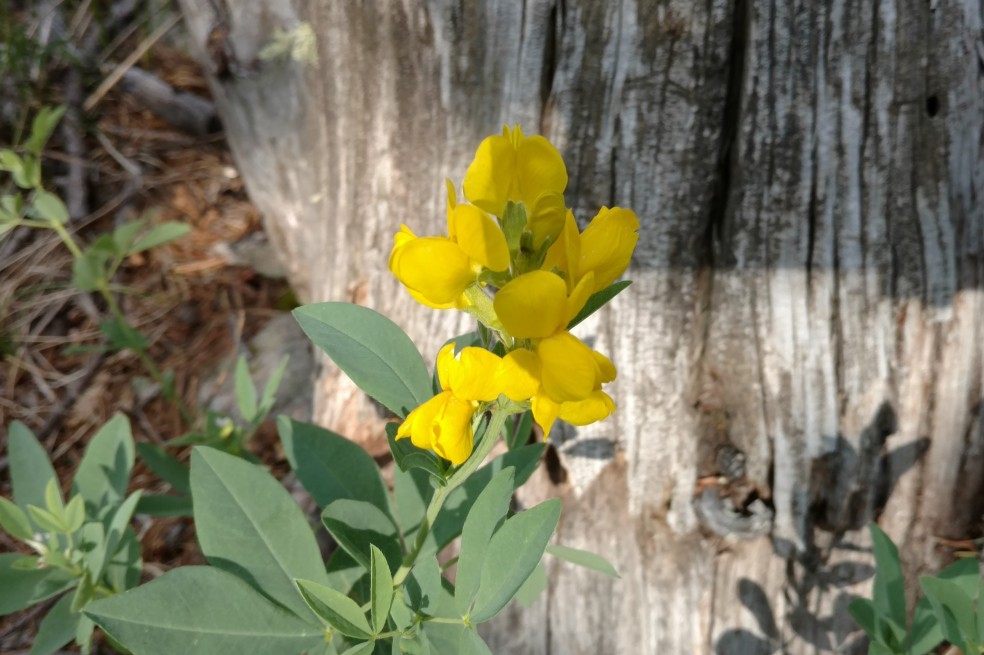 Golden banner, Thermopsis divaricarpa, Fabaceae (Pea) (1)