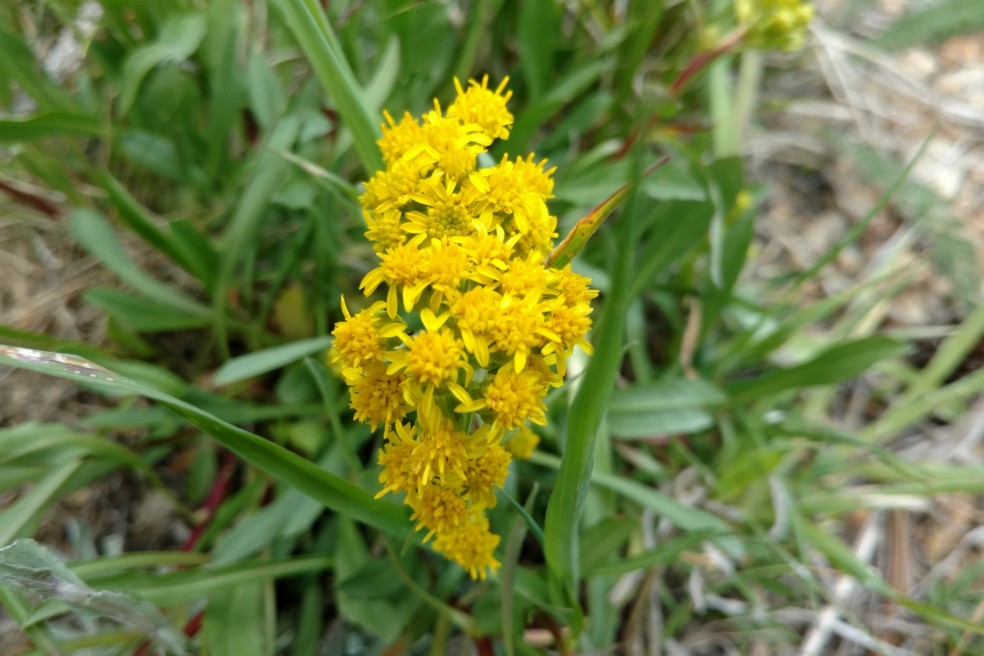 Goldenrod, Solidago sp., probably S. simplex, Asteraceae (Sunflower) Brainard lake 07072017 (1)