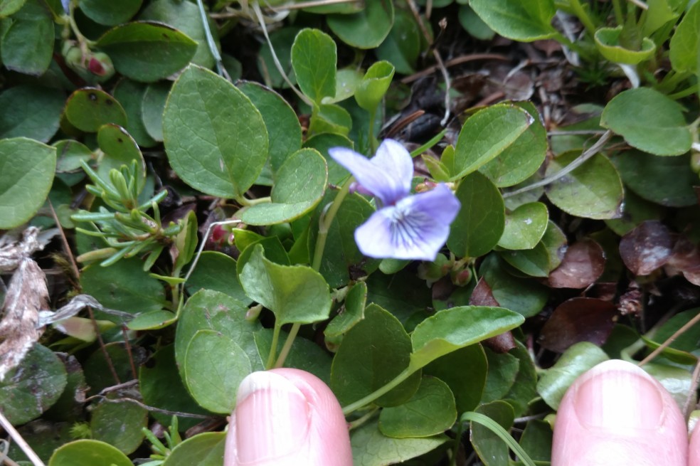 Hookedspur Violet, Viola adunca, Violaceae (Violet) (1)