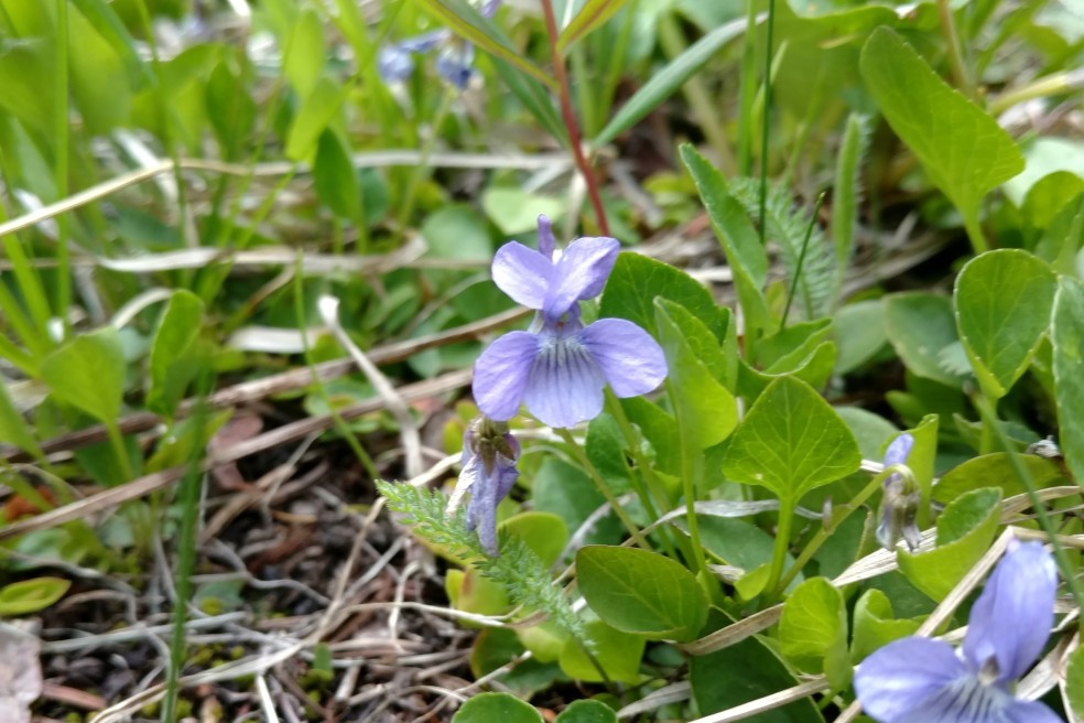 Hookedspur Violet, Viola adunca, Violaceae (Violet) (2)