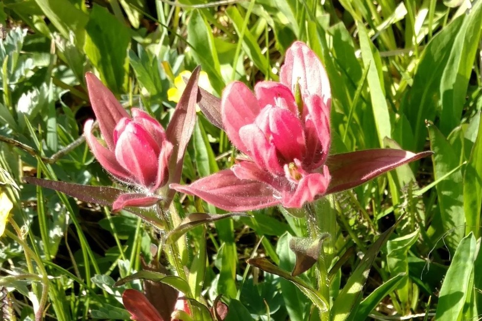 Indian paintbrush, Castilleja sp., Probably C. rhexiifolia (Rose Paintbrush), Orobanchaceae (Broomrape), Brainard lake 07072017 (2)