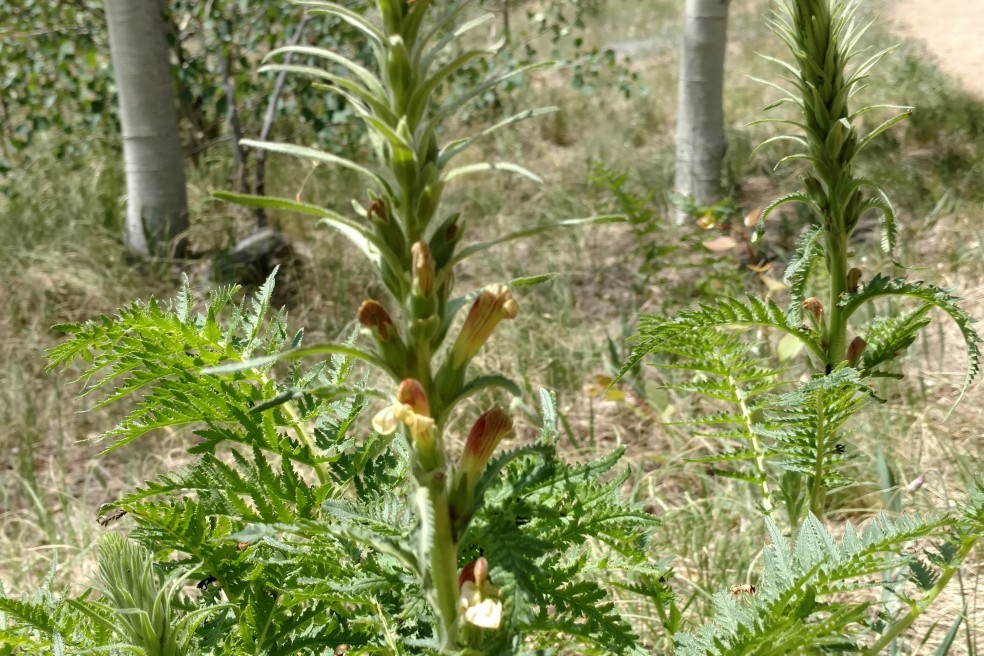 Lousewort, Pedicularis sp., Orobanchaceae (Broomrape), Colorado trail 06302017 (3)