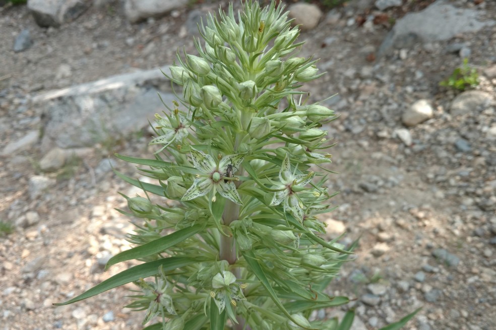 Monument Plant, Frasera speciosa, Gentianaceae (Gentian), Brainard Lake, 07072017 (2)