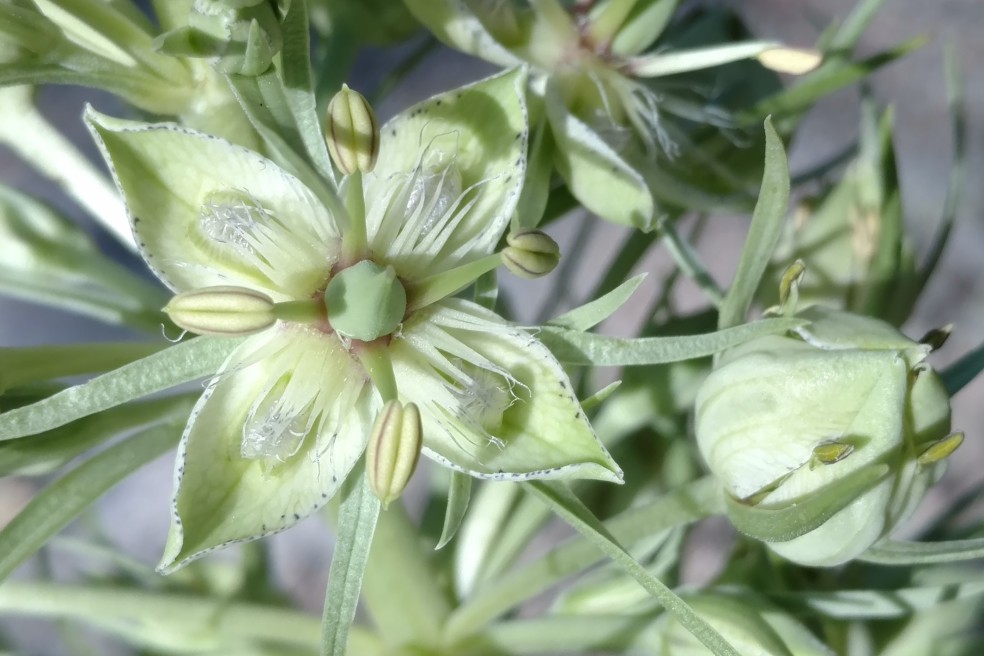 Monument Plant, Frasera speciosa, Gentianaceae (Gentian), Brainard Lake, 07072017 (8)