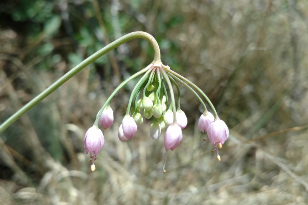 Nodding Onion, Allium cernuum, Alliaceae (Onion), Colorado trail, 06302017