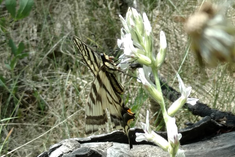 western tiger swallowtail maybe