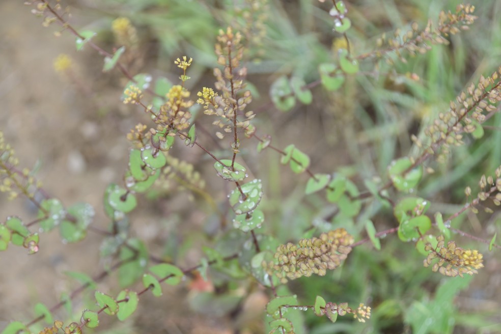 clasping pepperweed, Lepidium perfoliatum, Brassicaceae (mustard), coal creek 05202018 (4)