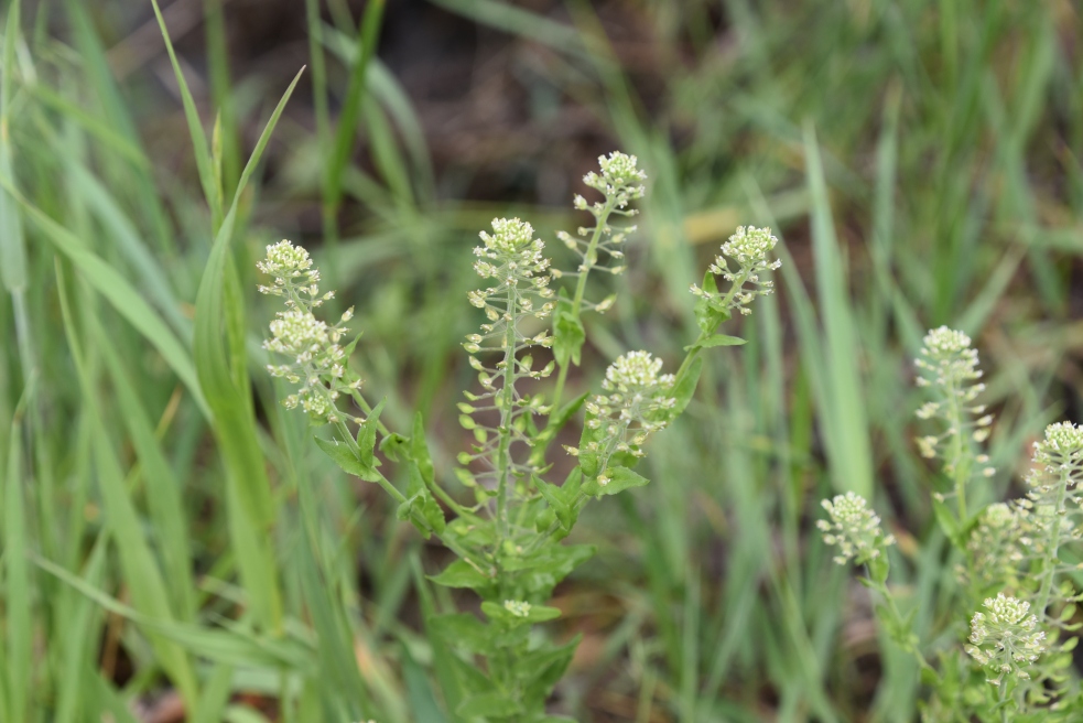 field pepperweed (Lepidium campestre), Brassicaceae (mustard) coal creek 05202018 (3)