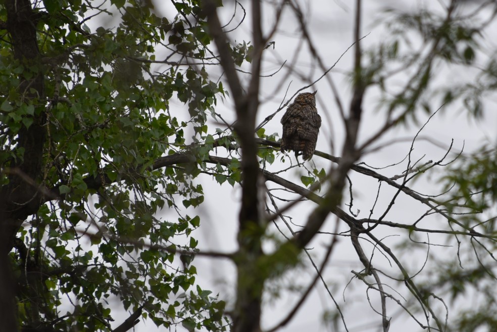 great horned owl coal creek trail 05202018