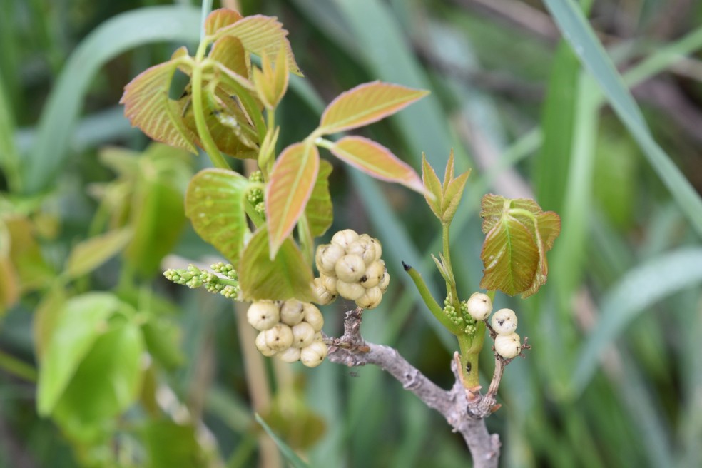 poison ivy (with fruit), Toxicodendron rydbergii, Anacardiaceae (Sumac), coal creek 05202018.JPG