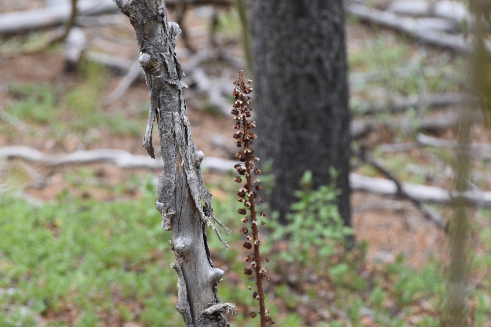 pinedrops, Pterospora andromedea, Monotropaceae (Pinesap) golden gate canyon 05312018 (1)