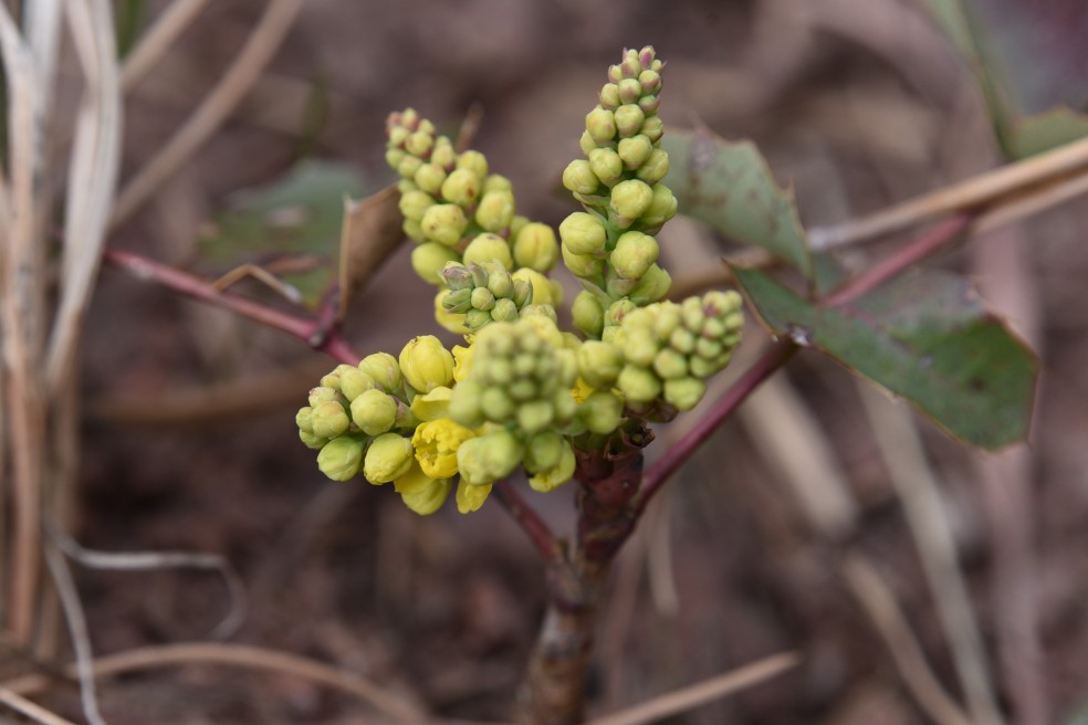 Oregon grape, Mahonia repens, Berberidaceae (Barberry), Crown Rock trail 04052019 (2)